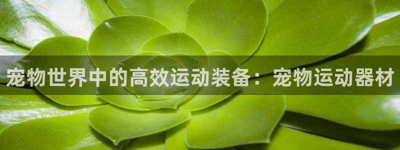 凯捷体育集团简介：宠物世界中的高效运动装备：宠物运动